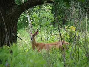 fgphotodeer