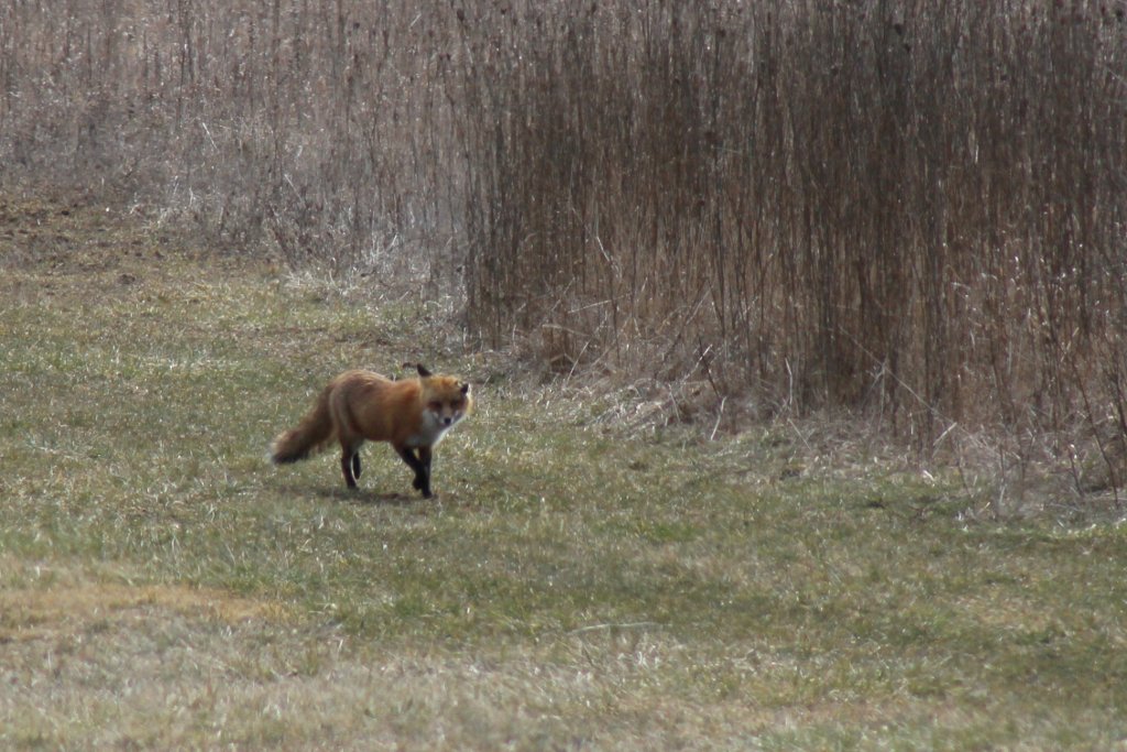 IMAGE: http://www.frontiernet.net/~ripclaw/Fox-2.jpg