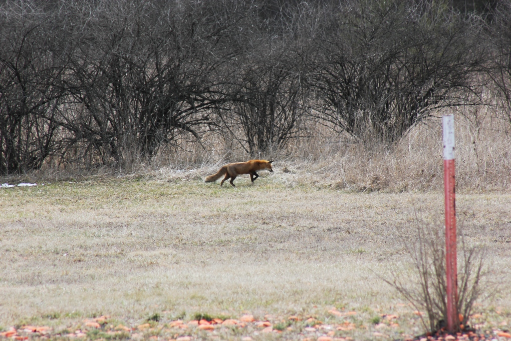 IMAGE: http://www.frontiernet.net/~ripclaw/Fox-3.JPG