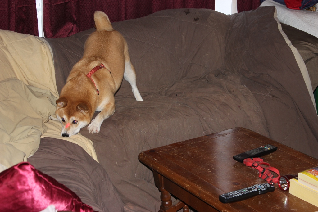 IMAGE: http://www.frontiernet.net/~ripclaw/Kiba%20and%20laser.JPG