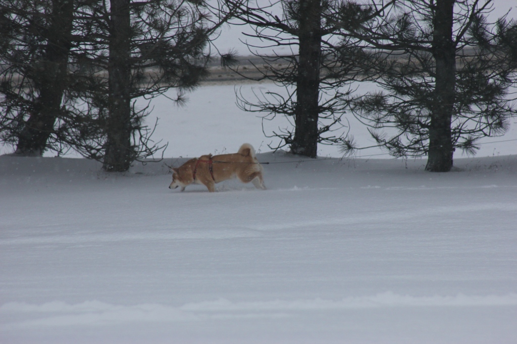 IMAGE: http://www.frontiernet.net/~ripclaw/Kiba%20in%20the%20snow.JPG