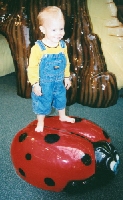 Lady bug surfing