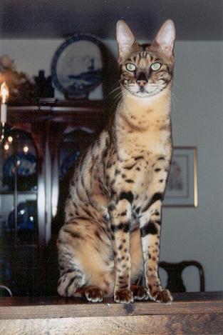 Spanky the Savannah Cat
