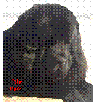 duke palettejpg.jpg