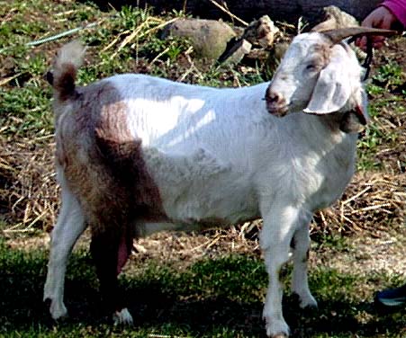 Garnet - Apr 1998 in jpg.jpg (88143 bytes)