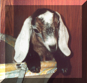 kid peek.gif (66294 bytes)