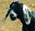 Magic 1 yr head.gif (5135 bytes)