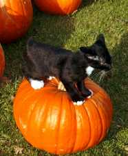 toby & pumpkin.jpg (7592 bytes)