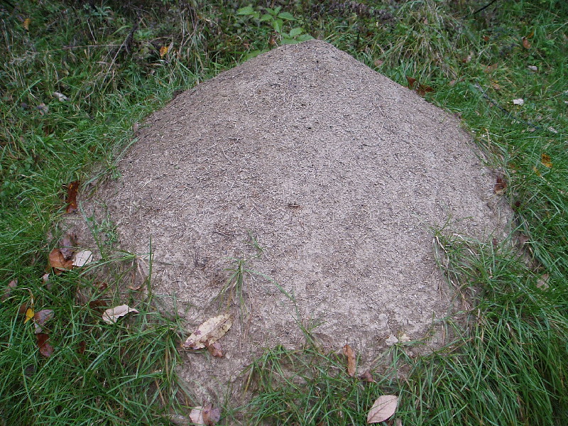 image25