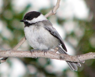 Chickadee