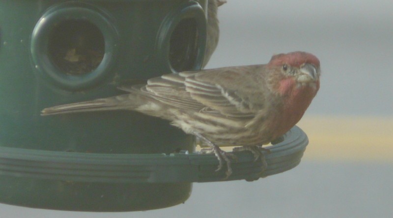 male finch