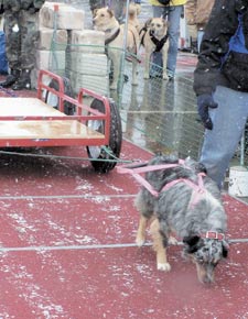 Dog-Pull.jpg