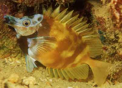 These species are almost impossible to keep and should be left alone