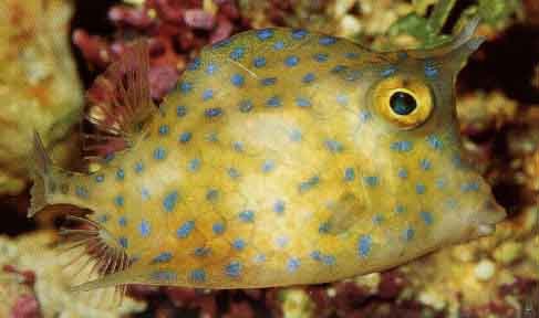 scrawled_cowfish.jpg