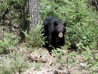 Black Bear in woods
