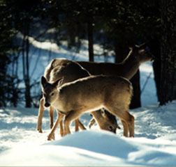 Photo: Deer in front of cabin