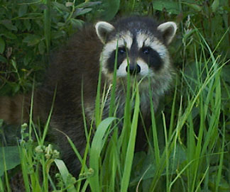 Photo: young raccoon in the weeds