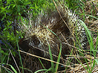 Photo: Porcupine in the grass