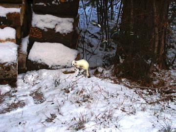Photo: Weasel at the woodpile
