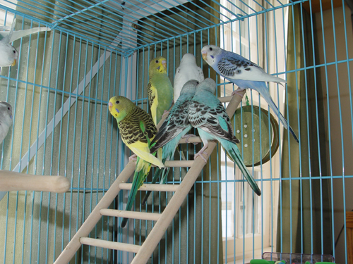 Young Parakeets